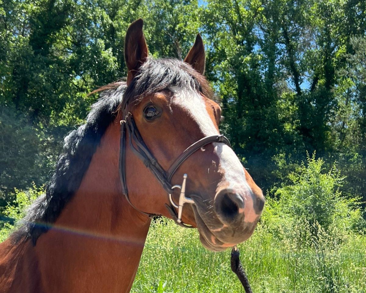 horse